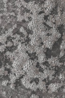 Kahverengi hendek suyu örneği, alanın sığ derinliğine dikkat edin