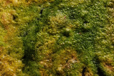  Örneğin yeşil hendek suyu, alanın yüzeysel derinliğine dikkat edin