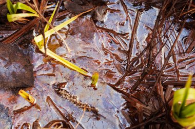 Karanlık bataklığın yapraklı ve otlu bir parçası, sığ alan derinliğine dikkat edin.