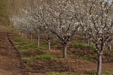 çeşitli meyve ağaçları meyve, Not alan sığ derinliği