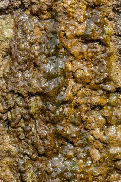 Uzun vadeli suyun etkisi altında kaygan kayalar, yüzeysel alan derinliğine dikkat edin.