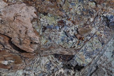 Arkaplan olarak granit duvar, alanın sığ derinliğine dikkat edin