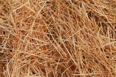 Doğada, Not alan sığ derinliği fırtına sonrası kuru alan çim