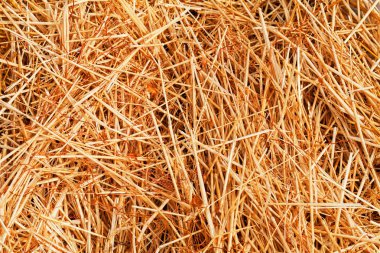 Doğada, Not alan sığ derinliği fırtına sonrası kuru alan çim