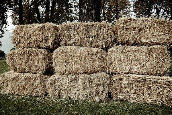 Halmen Ängen — Stockfoto