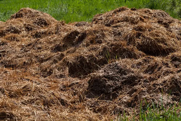 Essiccazione Letame Sull Erba Agricoltura Nota Profondità Campo Poco Profonda — Foto Stock