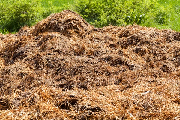 Essiccazione Letame Sull Erba Agricoltura Nota Profondità Campo Poco Profonda — Foto Stock