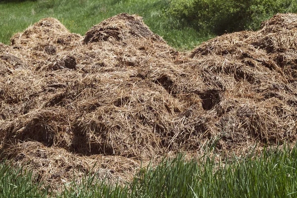 Essiccazione Letame Sull Erba Agricoltura Nota Profondità Campo Poco Profonda — Foto Stock