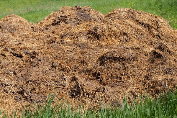 Essiccazione Letame Sull Erba Agricoltura Nota Profondità Campo Poco Profonda — Foto Stock