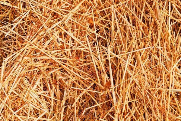 Erba Campo Asciutto Dopo Tempesta Nella Natura Nota Profondità Campo — Foto Stock