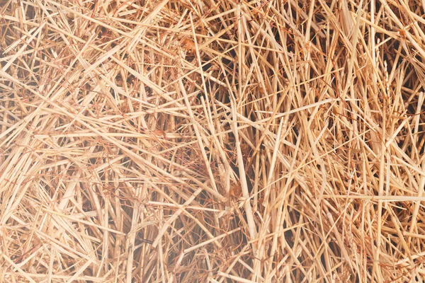 Dry Field Grass Storm Nature Note Shallow Depth Field — Stock Photo, Image