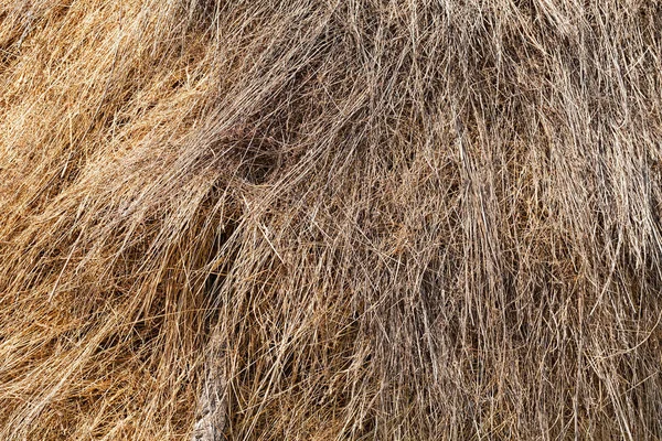 Torr Thatch Ängen Notera Grunt Skärpedjup — Stockfoto