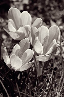 çim, Not alan sığ derinliği safran çiçek