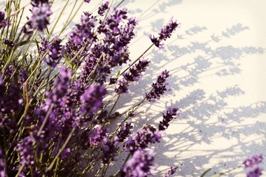 Beyaz arkaplanda gölgesi olan lavanta çiçeği, tarlanın sığ derinliğine dikkat et.