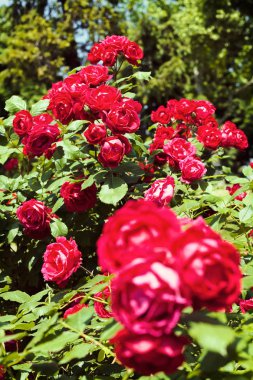 bir gül bush bahçesinde bulunan çim civarı Not alanının sığ bölümü