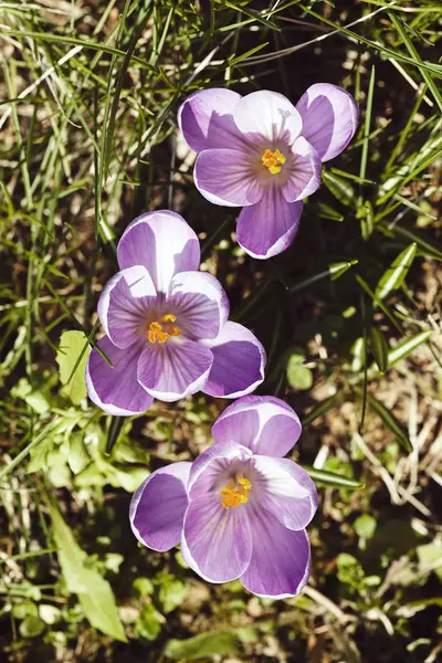 Szafran Kwiat Trawie Uwaga Płytkiej Głębi Ostrości — Zdjęcie stockowe