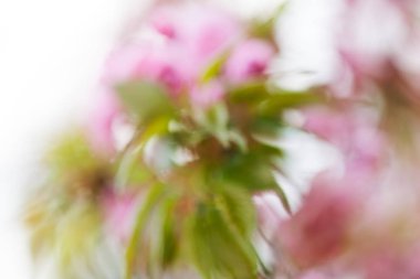 Beyaz arka plan, arka plan bulanık için soyutlama Pembe çiçek