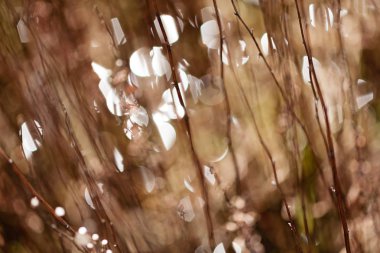 Alandaki soyut bitki, alan derinliğine dikkat edin.