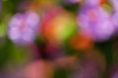 Bulanık arkaplan için tarlada soyut mor çiçek