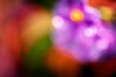 Bulanık arkaplan için tarlada soyut mor çiçek