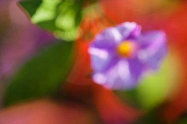 Bulanık arkaplan için tarlada soyut mor çiçek