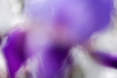 Parlak arkaplanda bulanık arkaplan için soyut mor iris