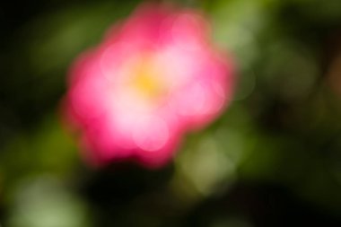 Bulanık arkaplan için tarlada soyut pembe çiçek