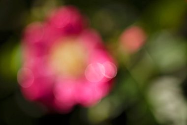 Bulanık arkaplan için tarlada soyut pembe çiçek