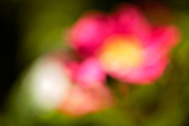 Bulanık arkaplan için tarlada soyut pembe çiçek