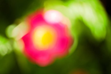 Bulanık arkaplan için tarlada soyut pembe çiçek