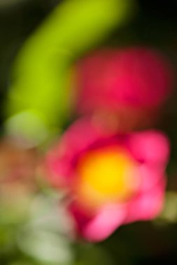 Bulanık arkaplan için tarlada soyut pembe çiçek