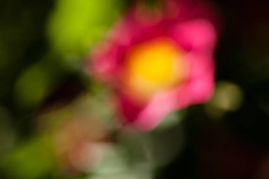 Bulanık arkaplan için tarlada soyut pembe çiçek