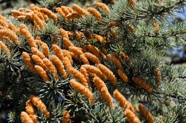 koniler dalları işletmelere doğada, not alan sığ derinliği üzerinde