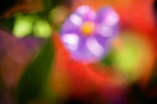 Bulanık Arkaplan Için Tarlada Soyut Mor Çiçek — Stok fotoğraf