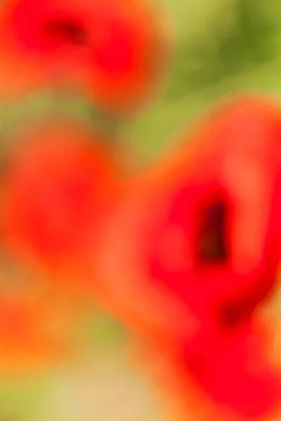 Abstraktion Roter Mohn Auf Grünem Hintergrund Für Unscharfen Hintergrund — Stockfoto