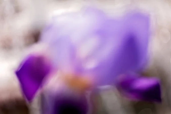 Parlak Arkaplanda Bulanık Arkaplan Için Soyut Mor Iris — Stok fotoğraf