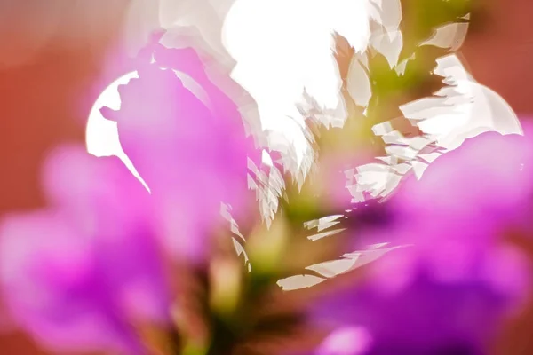 Bulanık Arkaplanda Bulanık Arkaplan Için Olağandışı Pembe Çiçeğin Soyutlanması — Stok fotoğraf