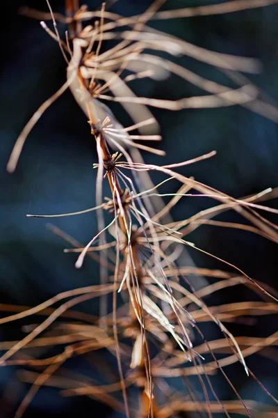 Abstrato Grama Murcha Natureza Para Fundo Desfocado — Fotografia de Stock