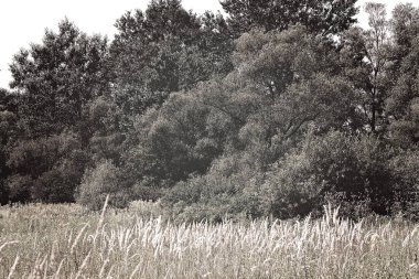 çayır bitki örtüsü ağaçlar civarı, Not alan sığ derinliği ile