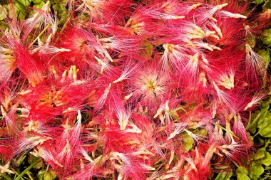 Albizia adında bir ağaçta çiçek