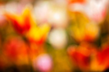 Bulanık arkaplan için parlak renklerdeki çiçeklerin soyut parlaklığı