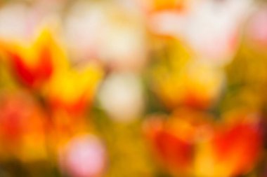 Bulanık arkaplan için parlak renklerdeki çiçeklerin soyut parlaklığı