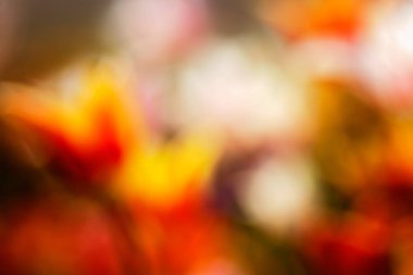 Bulanık arkaplan için parlak renklerdeki çiçeklerin soyut parlaklığı