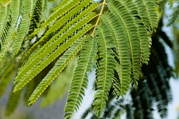 Foglie Verdi Albero Decorativo Albizia Nota Profondità Campo Poco Profonda — Foto Stock