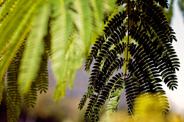 Πράσινα Φύλλα Της Albizia Διακοσμητικό Δέντρο Σημείωση Ρηχό Βάθος Πεδίου — Φωτογραφία Αρχείου