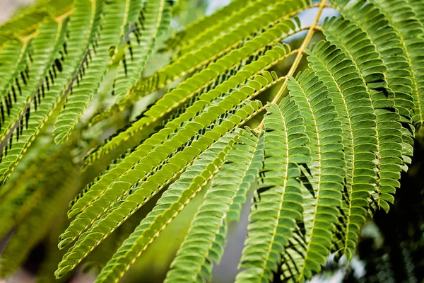 Zelené Listy Dekorativní Strom Staphylea Poznámka Malá Hloubka Ostrosti — Stock fotografie