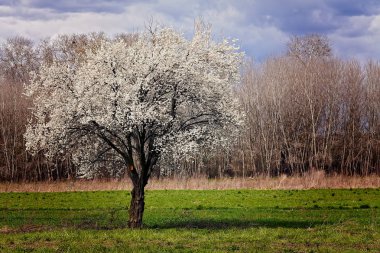ağaç bahar, Not alanının sığ bölümü beyaz çiçekli