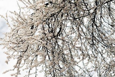 ağaç bahar Not alan sığ bölümü beyaz zemin üzerine beyaz çiçekli