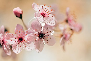 doğada kiraz çiçeği