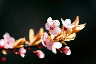 Kiraz ağacında açan dallar